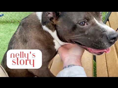 NELLY, an adoptable Pit Bull Terrier Mix in Columbia, SC_image-1
