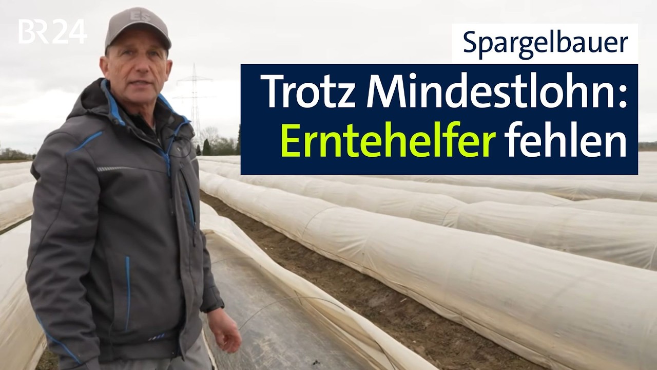 Mangel an Erntehelfern: Wenn der Spargelsaison die Kräfte ausgehen | Abendschau | BR24