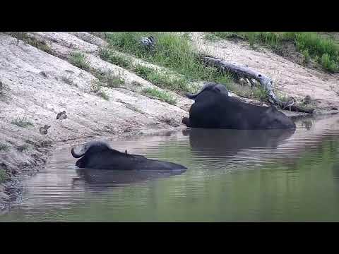 Djuma: Two Buffalo bulls, Water Thick-knees and Blacksmith Lapwing - 08:50 - 03/08/2023