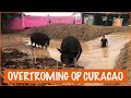 Grote schoonmaak na de overstroming | DierenpraatTV