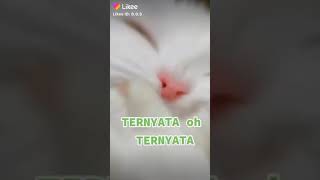 Download lagu ardi hermanto mp3 Download lagu ardi hermanto mp3