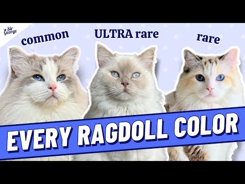 EVERY Ragdoll Cat Color Including the Rarest, Non-Standard Colors
