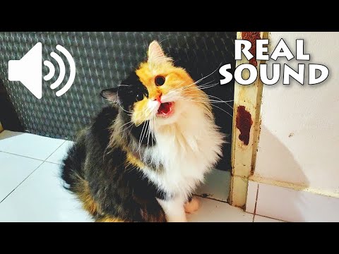FEMALE CAT IN HEAT MEOWING MATE CALLING  - PRANK YOUR PETS