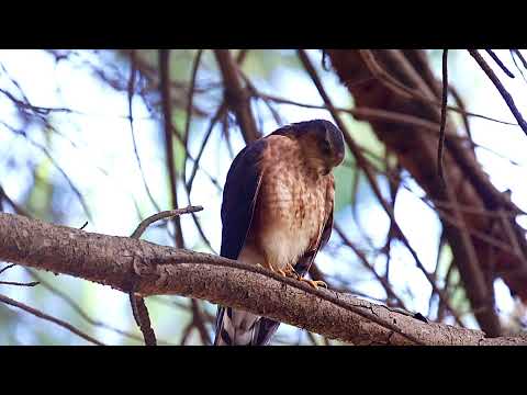 Rufous-Breasted Sparrowhawk