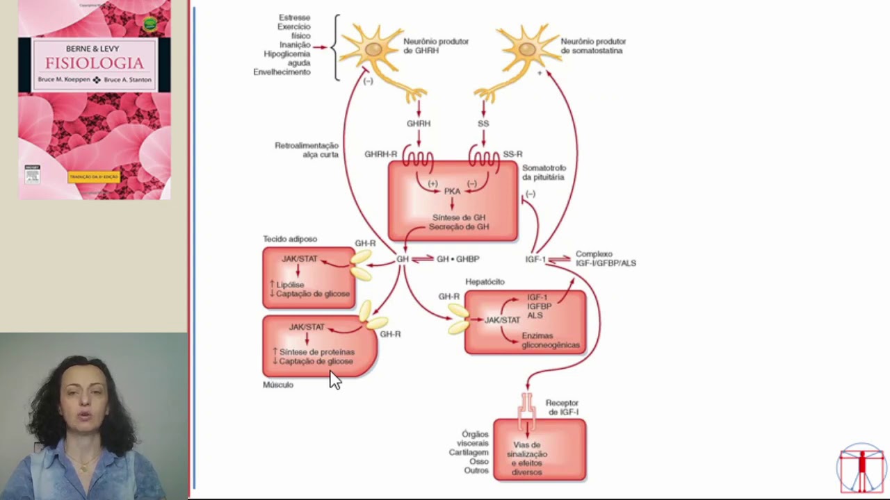 Endocrinologia 3   - Hormônio do Crescimento