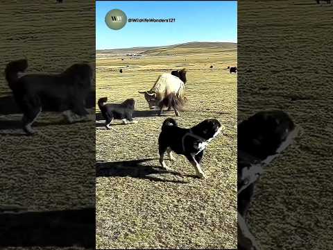 Yak vs Dogs | Shocking Animal Face Off Caught on Camera