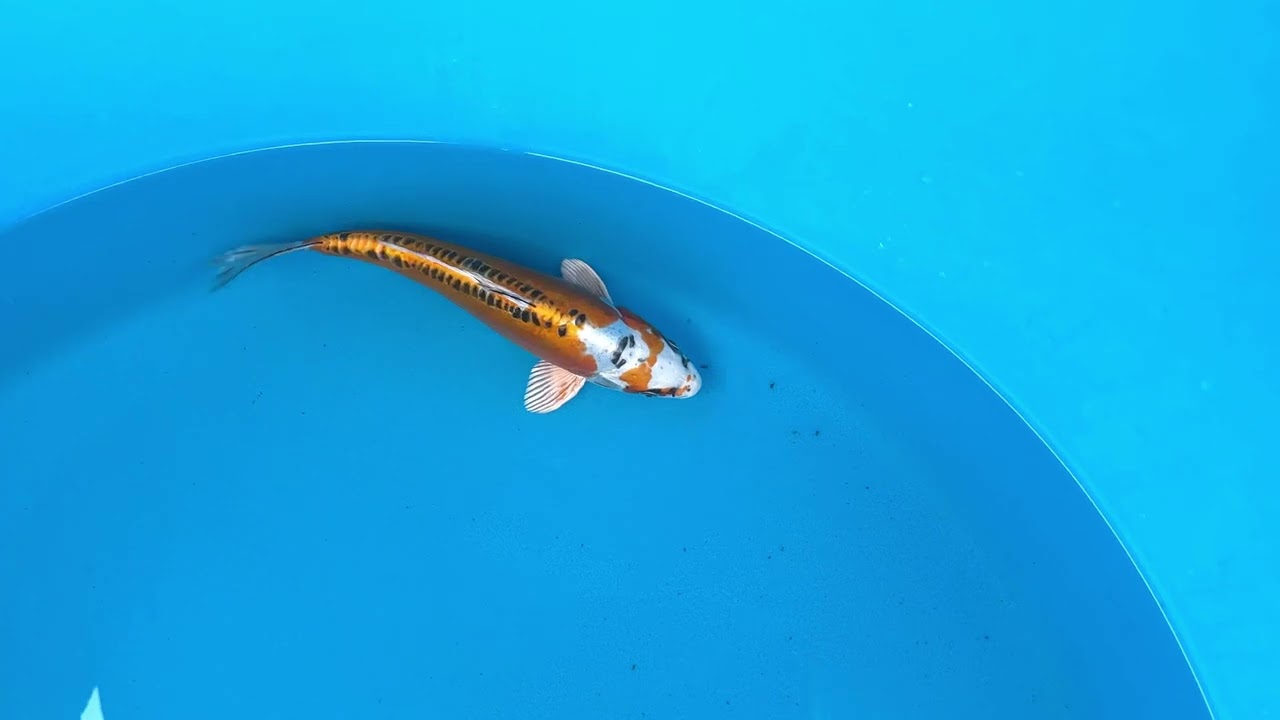 Aokiya Doitsu Kujaku (Aok24)