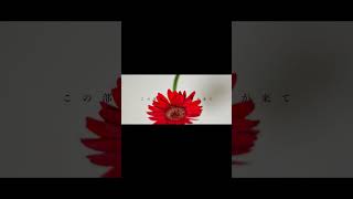 【#盗作】【#ヨルシカ】【#shorts】【#永久機関】  #盗作 #ヨルシカ  プロフよりYouTube fullへ飛べます！ #初音ミク #anime  #hatsunemiku