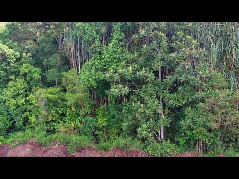 Brothers Disappeared in the Forest and Returned Telling Different Stories of the Same Day — An Am...