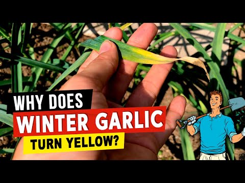, title : 'Why winter garlic begins to turn yellow in spring and how to fix the situation'