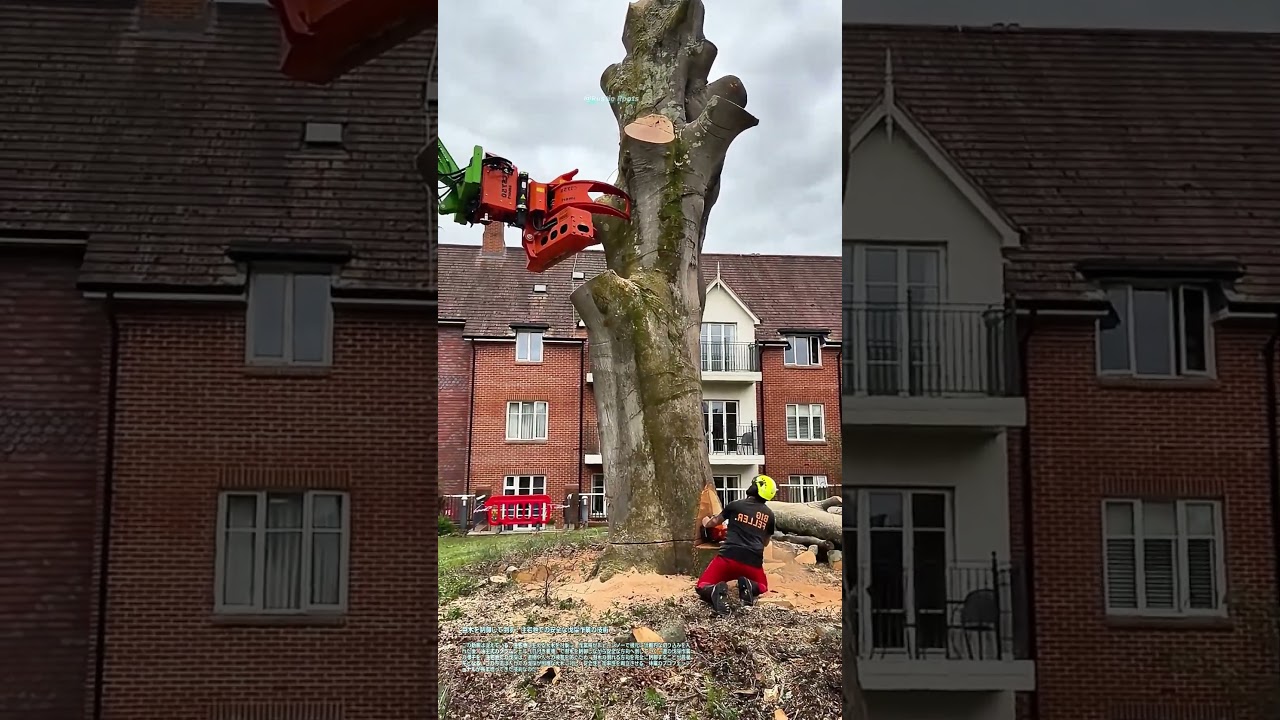 巨木を制御して倒す：住宅地での安全な伐採作業の技術