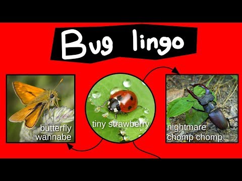 Internet Names for Bugs