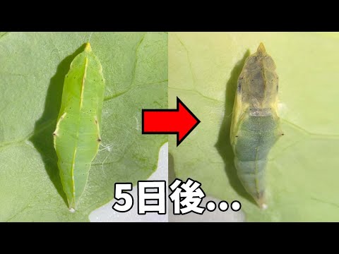 地球の中に生息する幼虫や蛹とは何でしょうか？テクニカルガイド  庭園