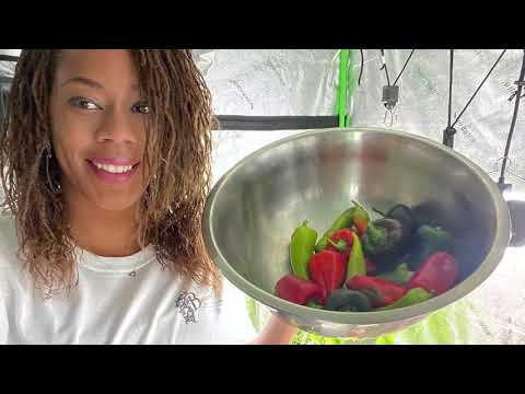 Harvesting Pepper In December Gardening 2021  | Beautee In The Garden
