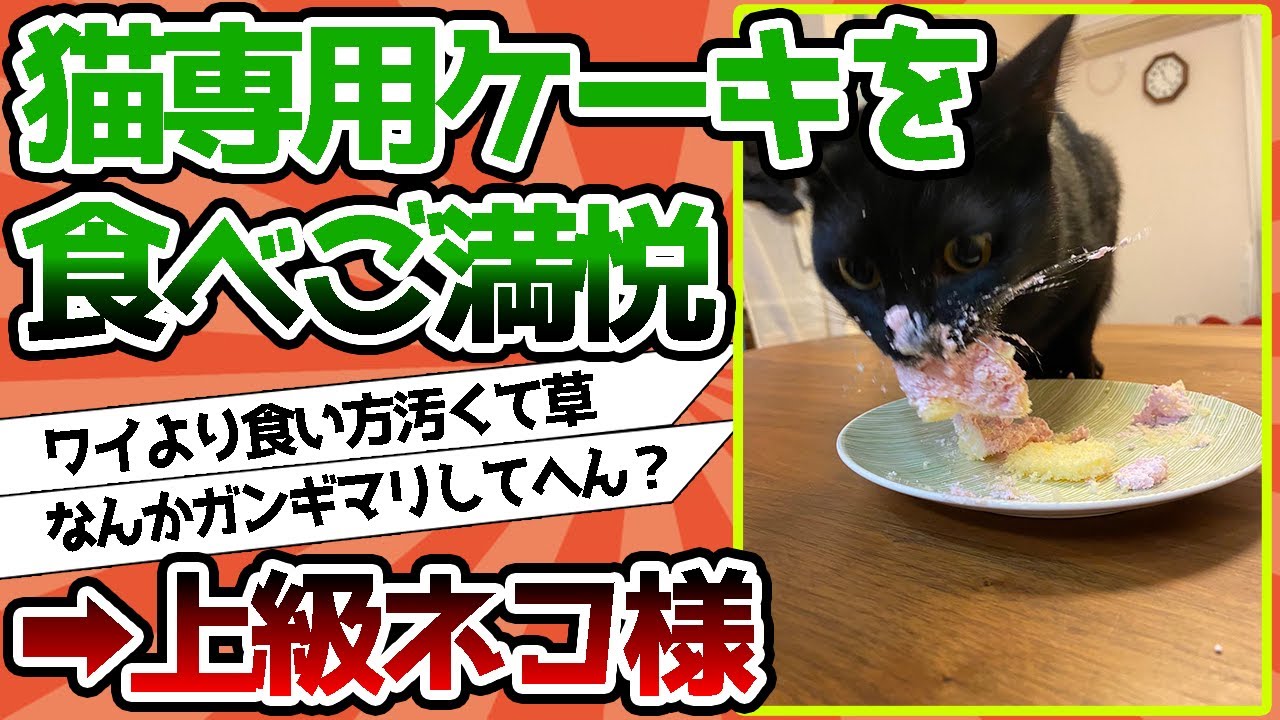 【2ch動物スレ】上級ネコ、猫専用クリスマスケーキを食べご満悦wwwww