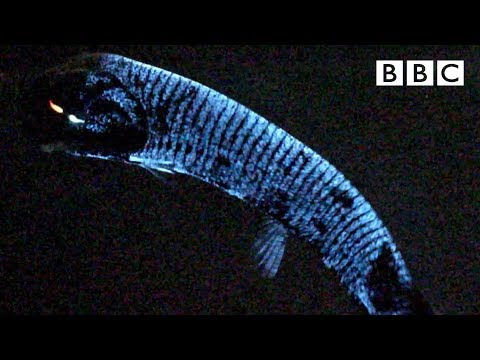 Why This Deep Sea Fish Has Confounded Scientists