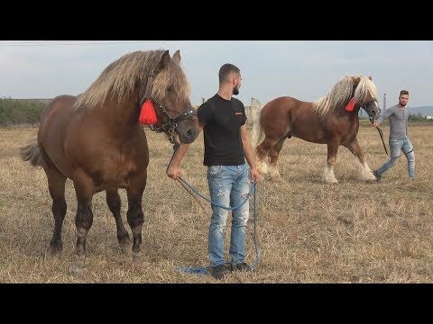 Armasarii lui Marius de la Turda, Cluj 9 sept 2017