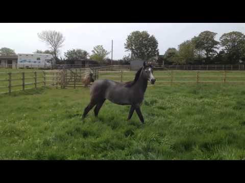 Bint Montheeqa 2011 Filly