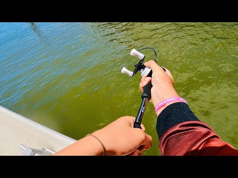 Giant Land-Based Jack On The Gold Coast!