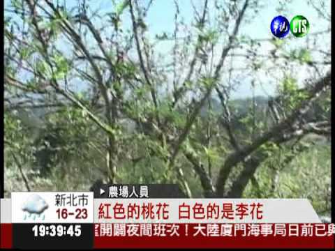 大湖私房景點 賞櫻兼看大雪山