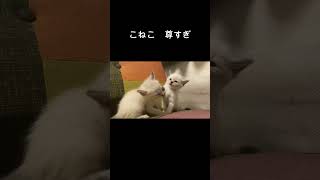 - 子猫時代 ミル&モル #Shorts #猫 #癒し #かわいい猫 #子猫