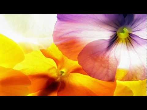 Drupi - Regalami un Sorriso