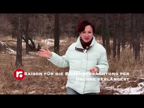 Saison für die Bärenbeobachtung per Drohne verlängert