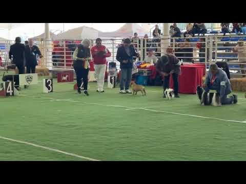 GRUPO 9 Club Canófilo de la Sultana del Norte