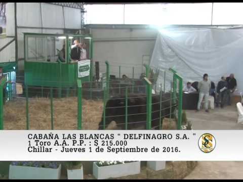 01-09-16 Venta de Toros A.A. P.P. - Cabaña Las Blancas - Chillar.
