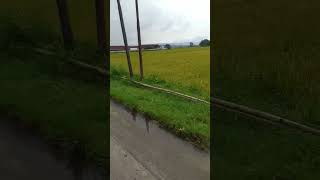 Download lagu Indah #alam #sawah #jalanjalanminggupagi #indah #pemandangan mp3