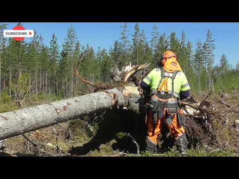 VINDFÄLLEN - MOTORSÅG - NIVÅ - C