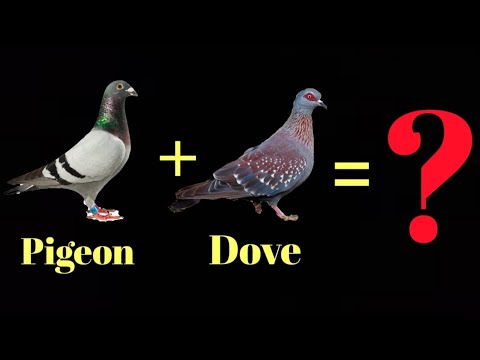 Pigeon Dove Hybrid || Experimental Cross and Results Pigeon X Dove = Digeon