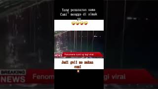 Download lagu Fenomena cumi yg lagi viral mp3