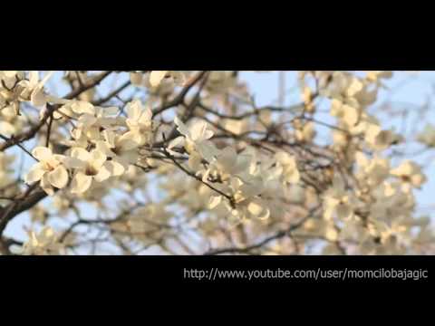 Bajaga - budjenje ranog proleca