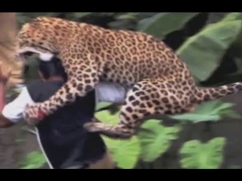 MAN vs BEAST,  KAGET LUAR BIASA TIBA2 DITERKAM BINATANG BUAS (SELAMATKAH?)