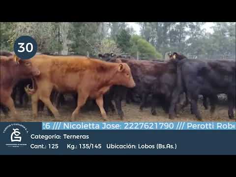 Lote Hembras - Lobos Bs As