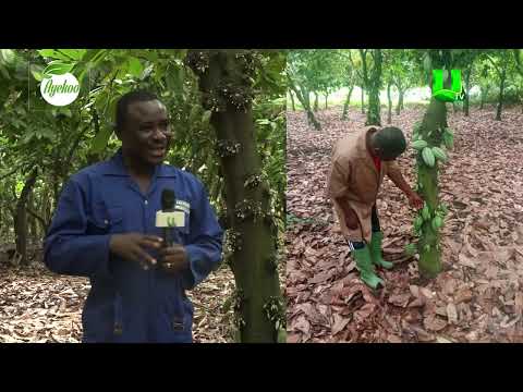 AYEKOO:  KNOW MAINTENANCE TIMES FOR YOUR COCOA – 2019 B.A BEST COCOA FARMER