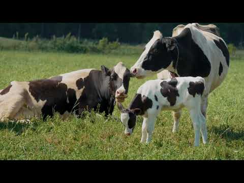 Choiniere Family Farm with Guy Choiniere