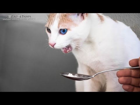 download lagu mp3 mp4 Can Cats Eat Vanilla Ice Cream, download lagu Can Cats Eat Vanilla Ice Cream gratis, unduh video klip Can Cats Eat Vanilla Ice Cream