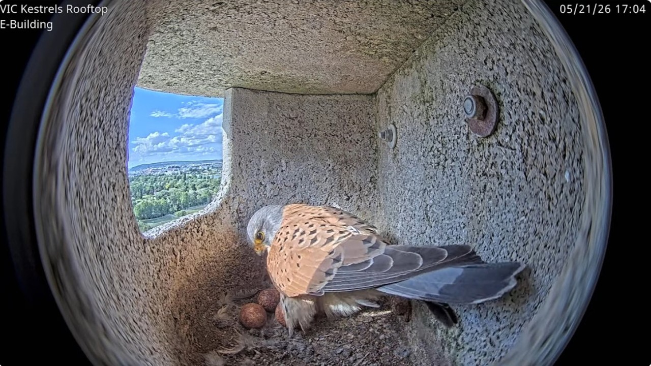 Livestream of kestrels at the UN in Vienna