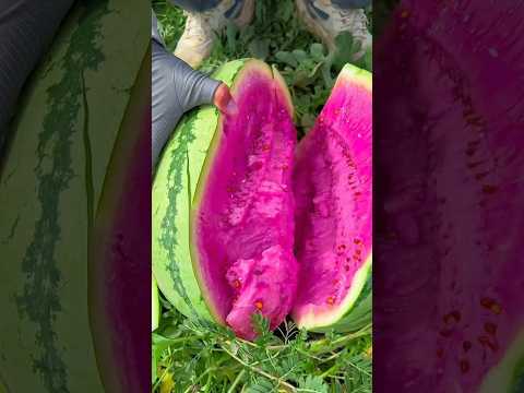 Chinese amazing watermelon 🍉#fruit #shorts #fyp #fypシ #chinese