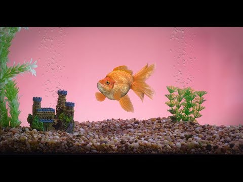 download lagu mp3 mp4 Alpha Fish, download lagu Alpha Fish gratis, unduh video klip Alpha Fish