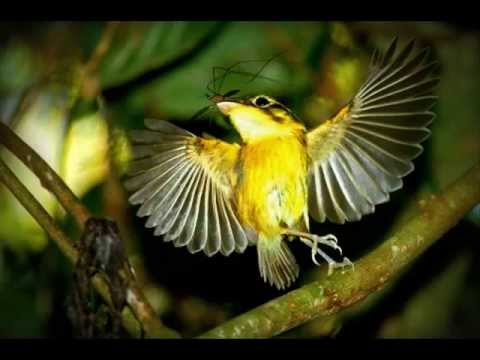 Se como um passaro eu pudesse voar