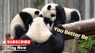 We Weren't Fighting, Mom! We Were Being Good | iPanda
