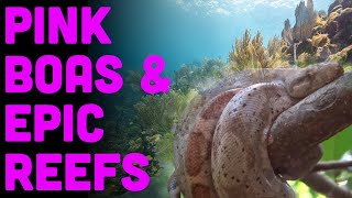 Cayos Cochinos: The Last Great Reef In The Caribbean