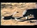 Komodo Ejderi Ve Kral Kobra TR