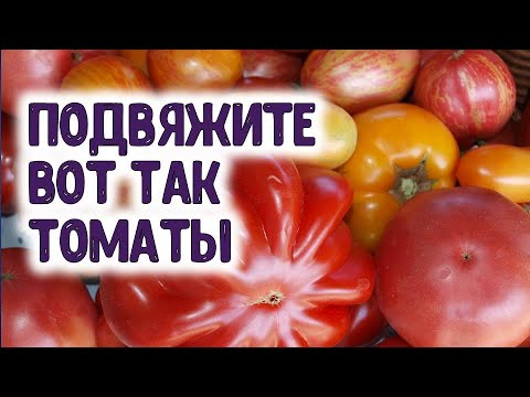 , title : 'С одного куста помидора 15 килограммов томатов, подвязывая так'