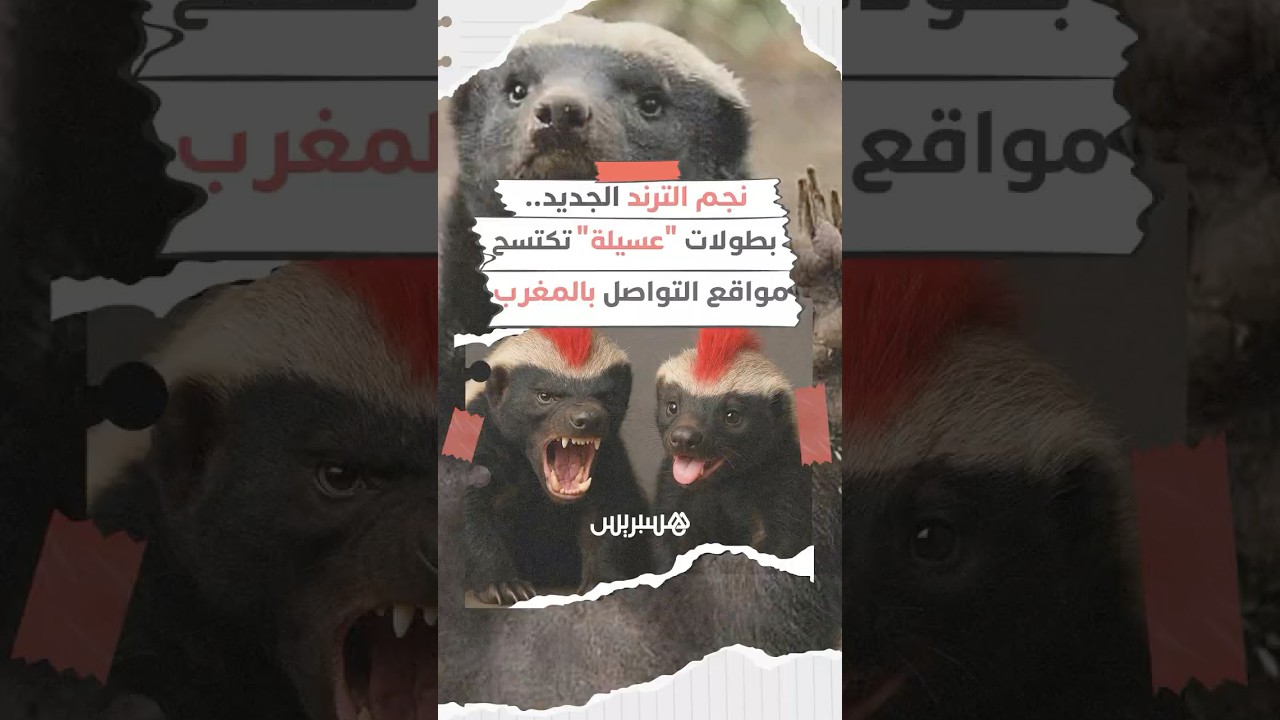 نجم الترند الجديد.. بطولات "عسيلة" تكتسح مواقع التواصل بالمغرب thumbnail