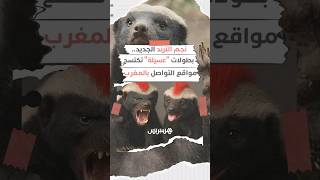 نجم الترند الجديد.. بطولات "عسيلة" تكتسح مواقع التواصل بالمغرب thumbnail