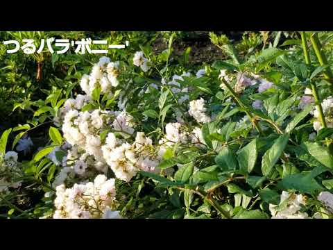 ヘリオプシス、偽ヒマワリ、偽ヒマワリ、ヘリオプシス ヘリアントイデス